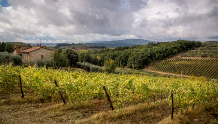 Weinberge Toskana