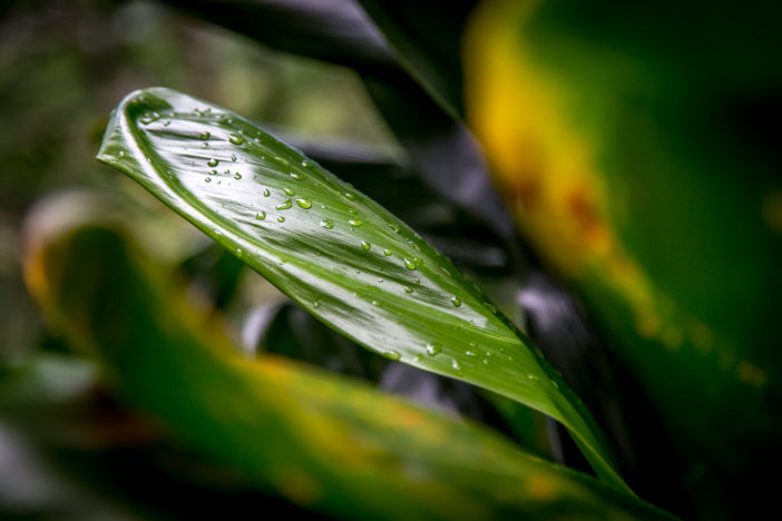 Regen