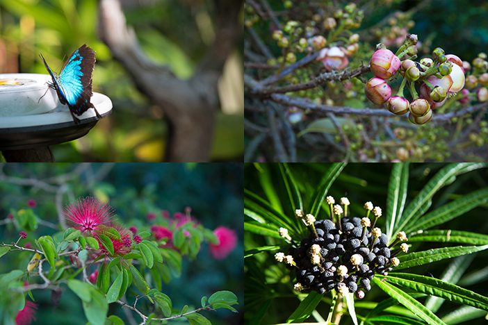 Botanischer Garten Cairns