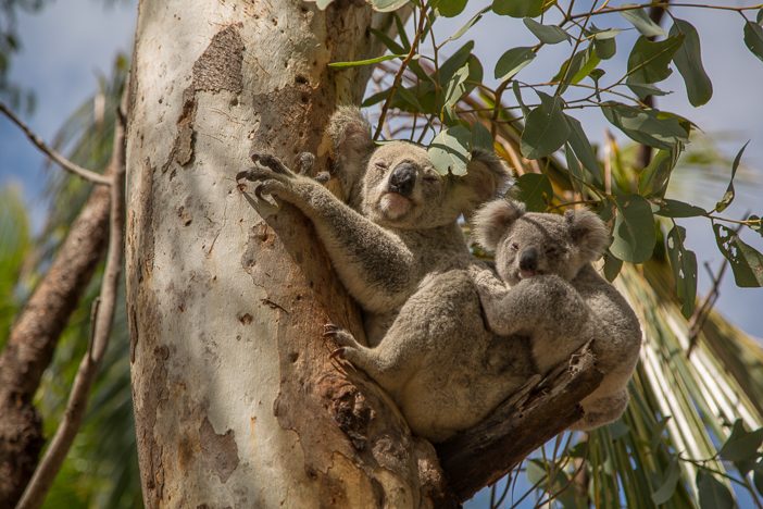 Koala-Mama mit Baby