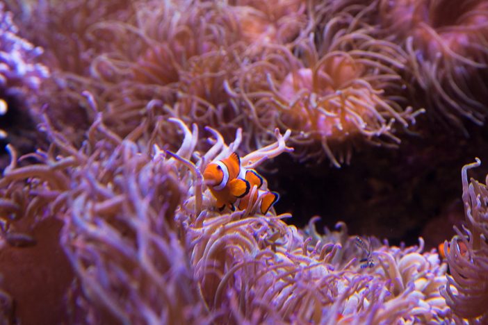 Kein Dugong, aber immerhin ein "Nemo"