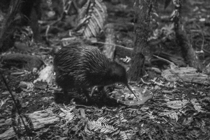 Ein Kiwi