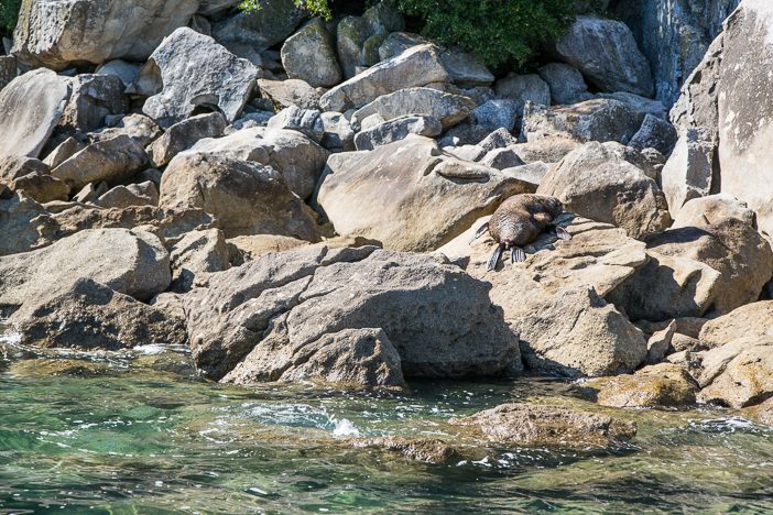 Fur Seals