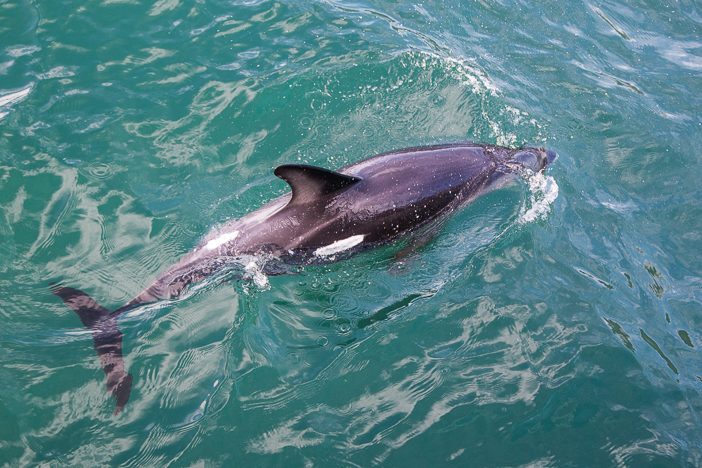 Delfin