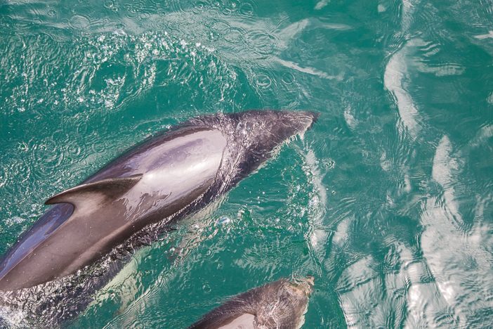 Delfin