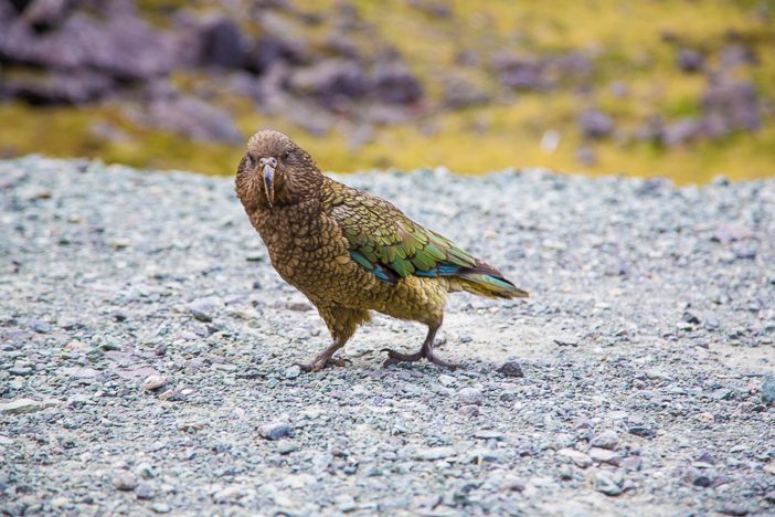 Kea