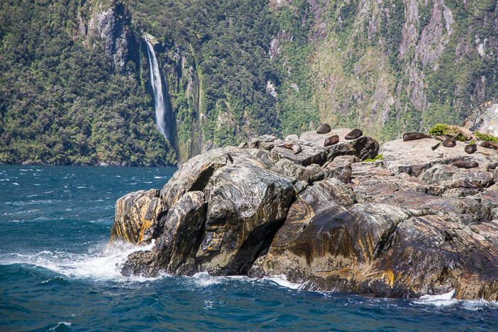 Seerobben am Milford Sound