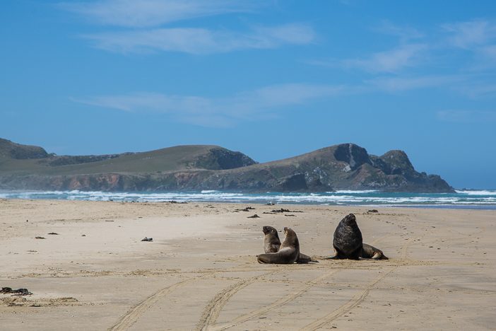 Seelöwen am Strand